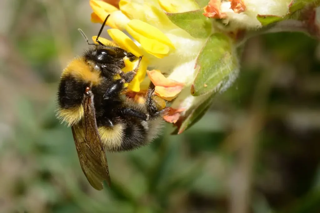 how to identify a bumblebee